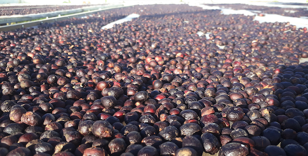 Drying coffee in the sun in the traditional way