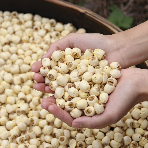 Lotus seeds are no longer strange to us