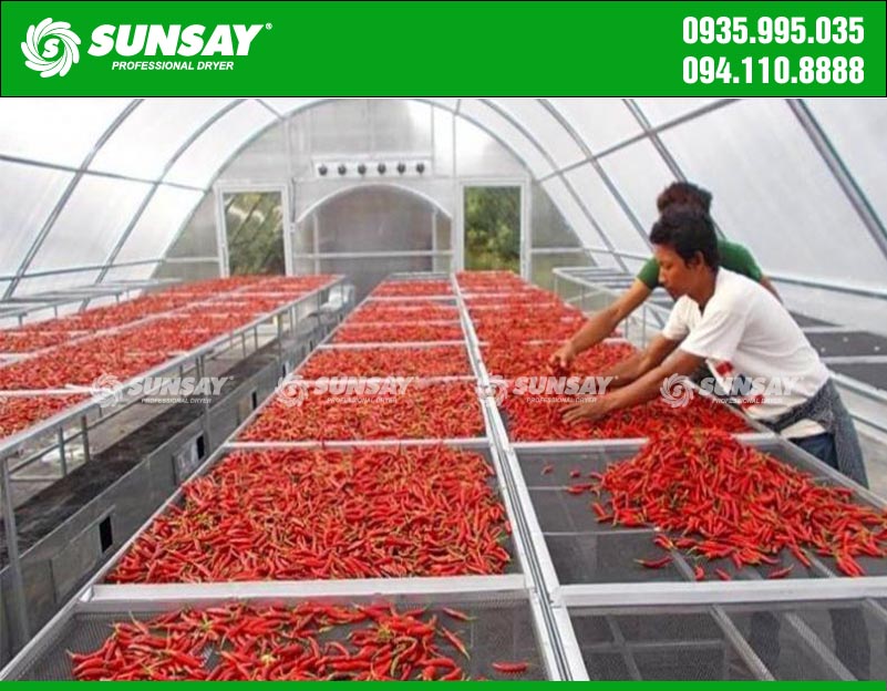 Spread the chili evenly for the best drying process