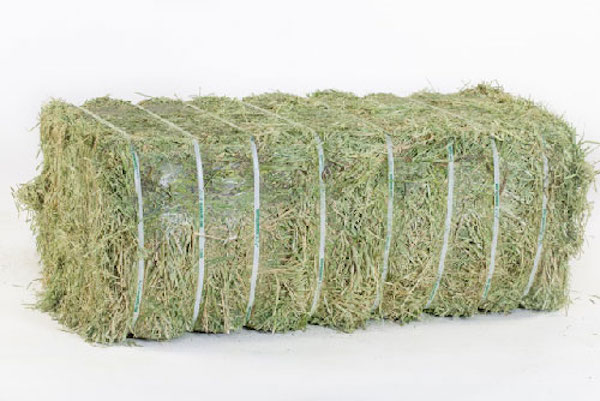 Grass products when dried