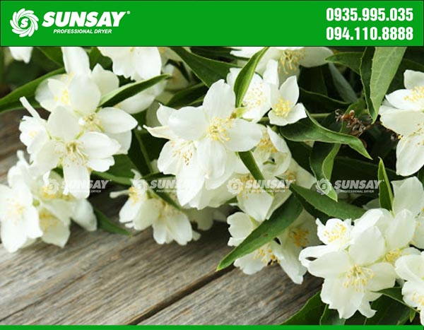 Jasmine with characteristic aroma