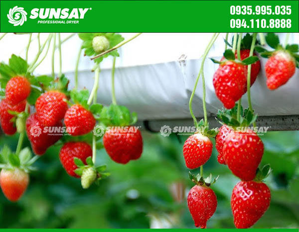 The strawberry