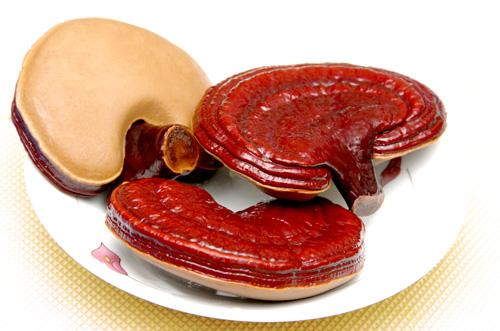 Ganoderma lucidum with many valuable medicinal properties