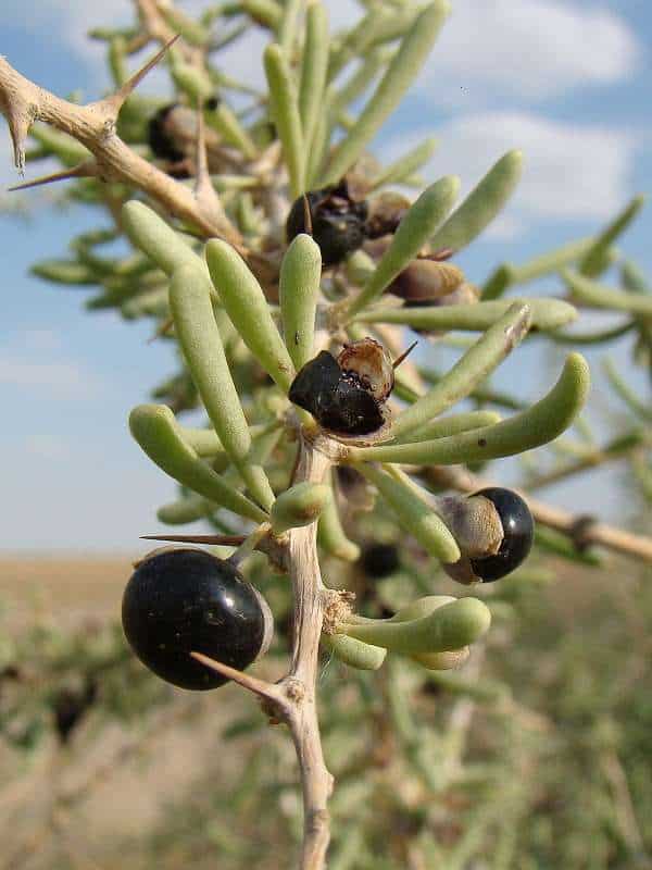 Black goji berry - A rare fruit that cures many diseases