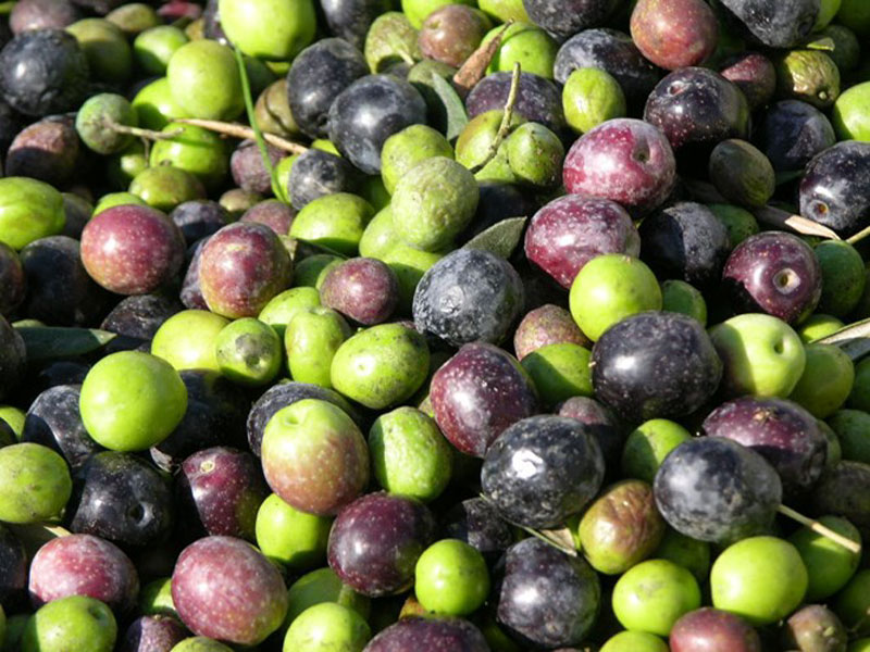 Freshly harvested olives
