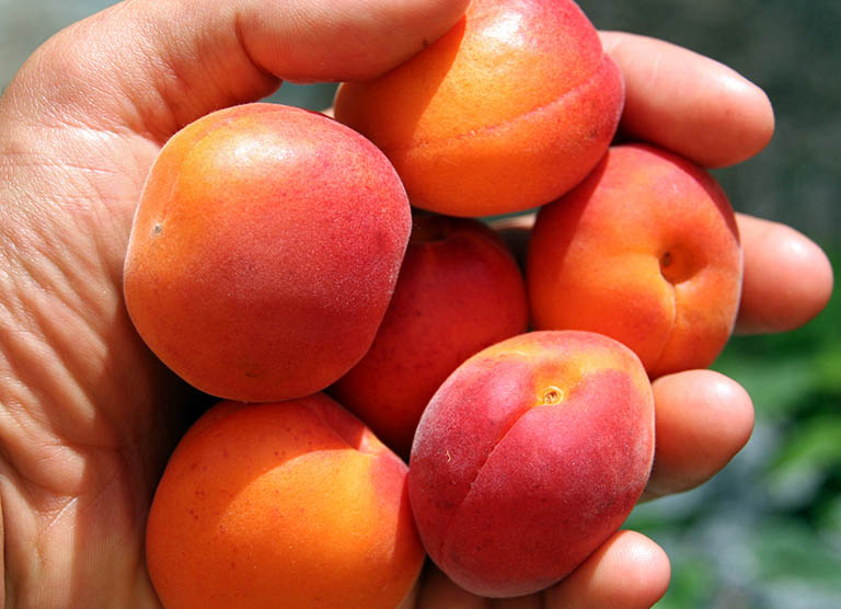 Apricots contain a lot of nutrients