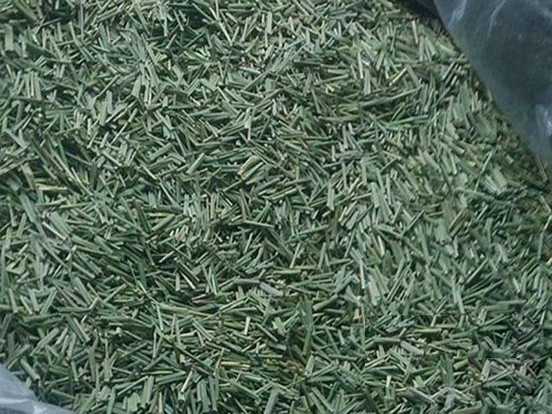 Dried dill vegetables still retain their original green color