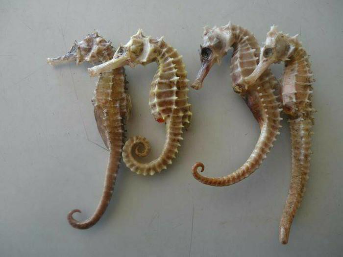 Dried seahorses are usually packed in pairs