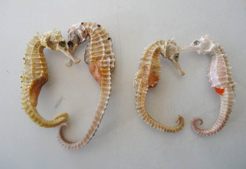 Dried seahorses have the effect of curing many diseases in men