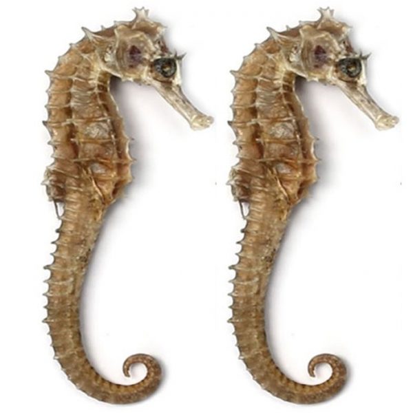 Dried seahorses wrapped in pairs