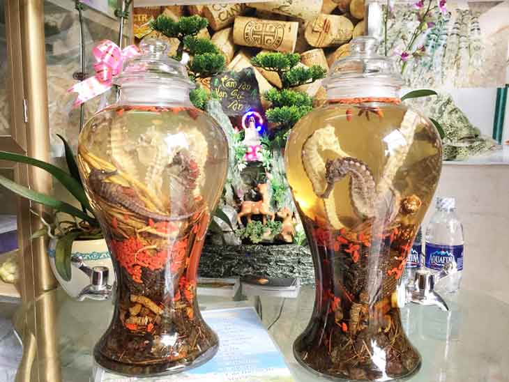Drinking wine soaked from dried seahorses every day is good for women who have difficulty having children