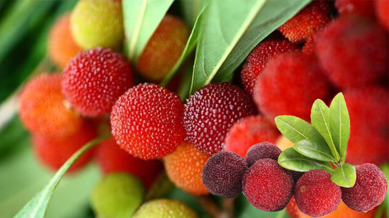 Fresh apricot fruit with eye-catching colors