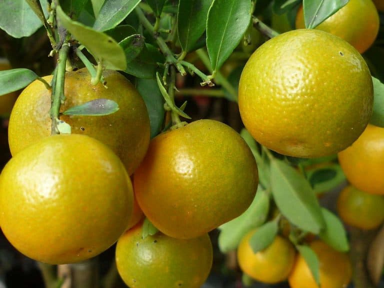 Fresh kumquats are used to cook Tet holiday