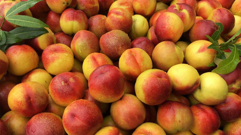 Fresh peaches, dried or soft are all popular