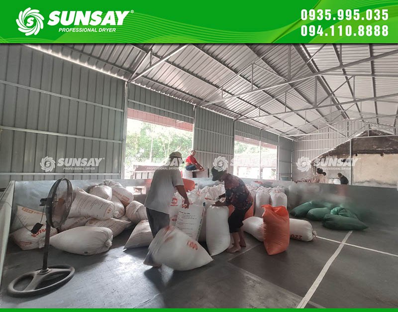 People harvest rice after drying