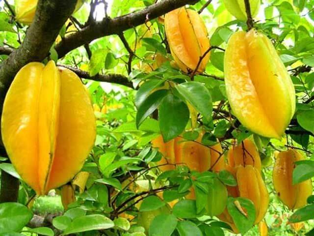 Ripe yellow star fruit will be very sweet and delicious