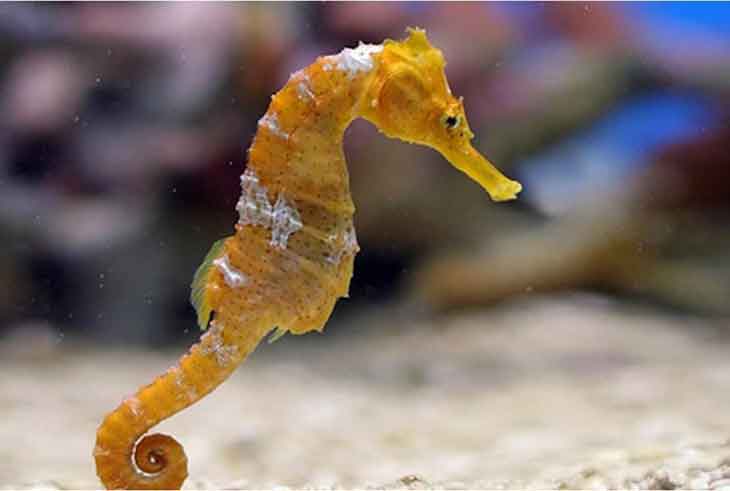 Seahorses come in many different colors