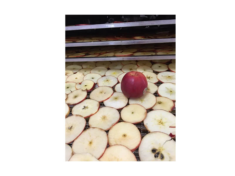 Sliced ​​apples are placed in a drying tray