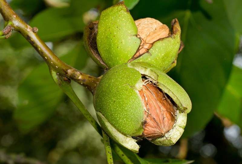 When the walnut is ripe, the green shell will burst
