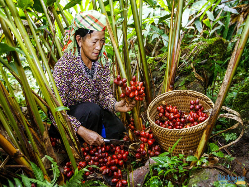 Cardamom harvest season in Sapa Vietnam