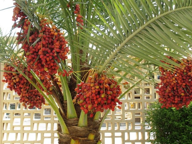 Dates are a popular fruit in Vietnam