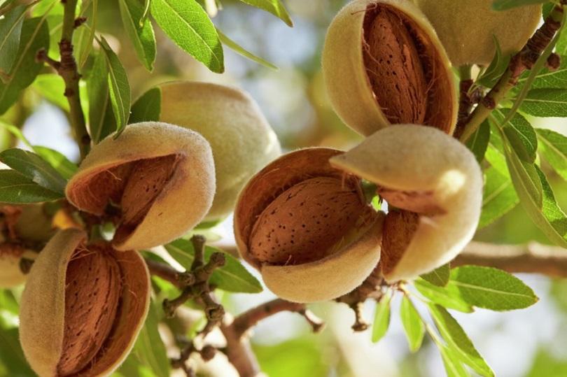 Fresh almonds