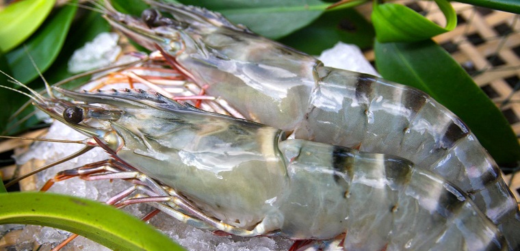 Fresh shrimps