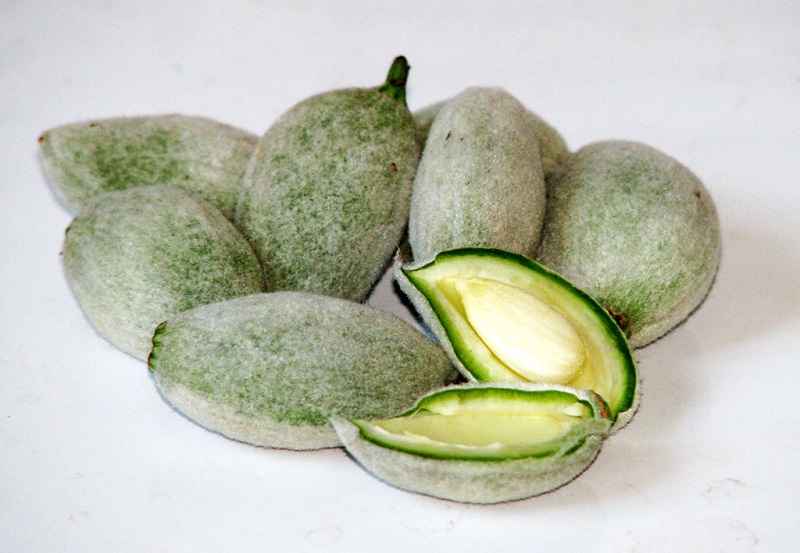 Freshly harvested almonds