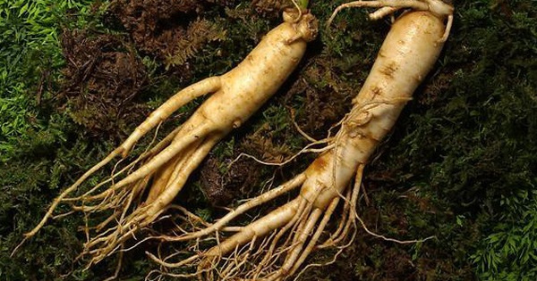 Ginseng is a rare medicine used by many people