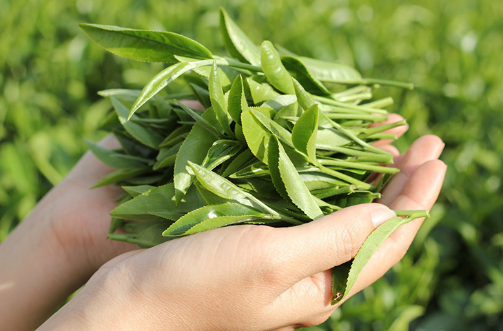 Green tea is being widely used