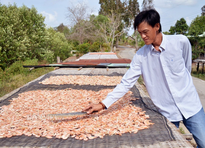 The traditional way to sun-dry shrimp