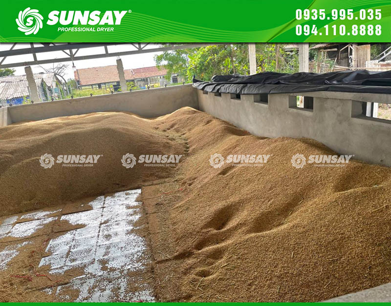 Currently, there are many technologies for drying rice
