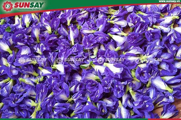 Butterfly pea flowers before drying