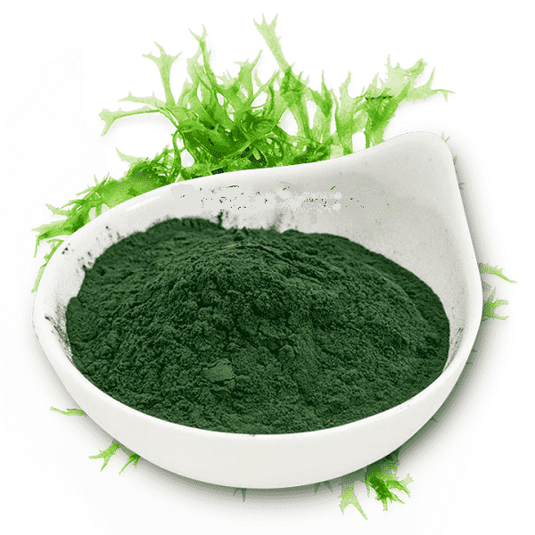 Spirulina after drying with SUNSAY dryer