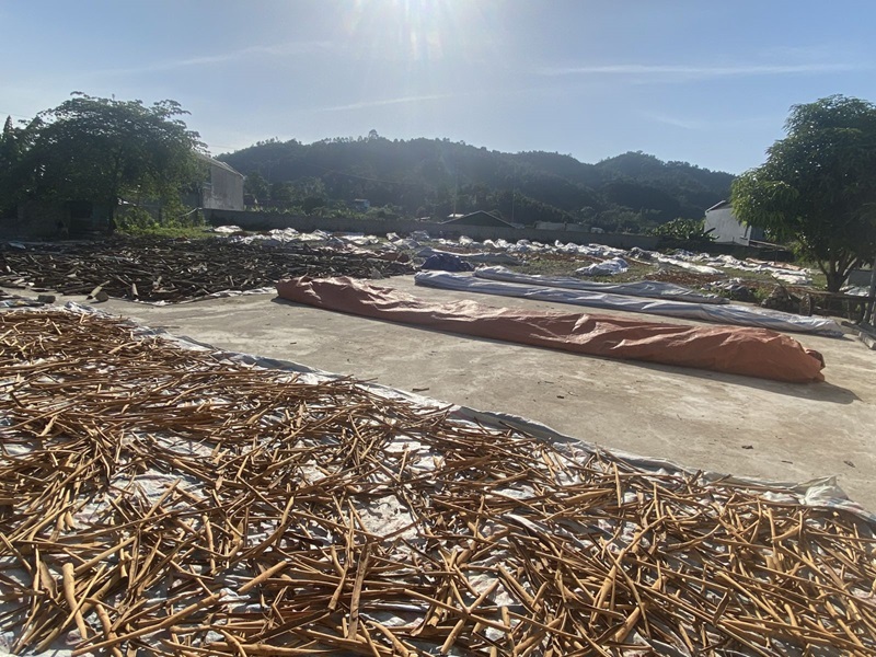Cinnamon sun drying