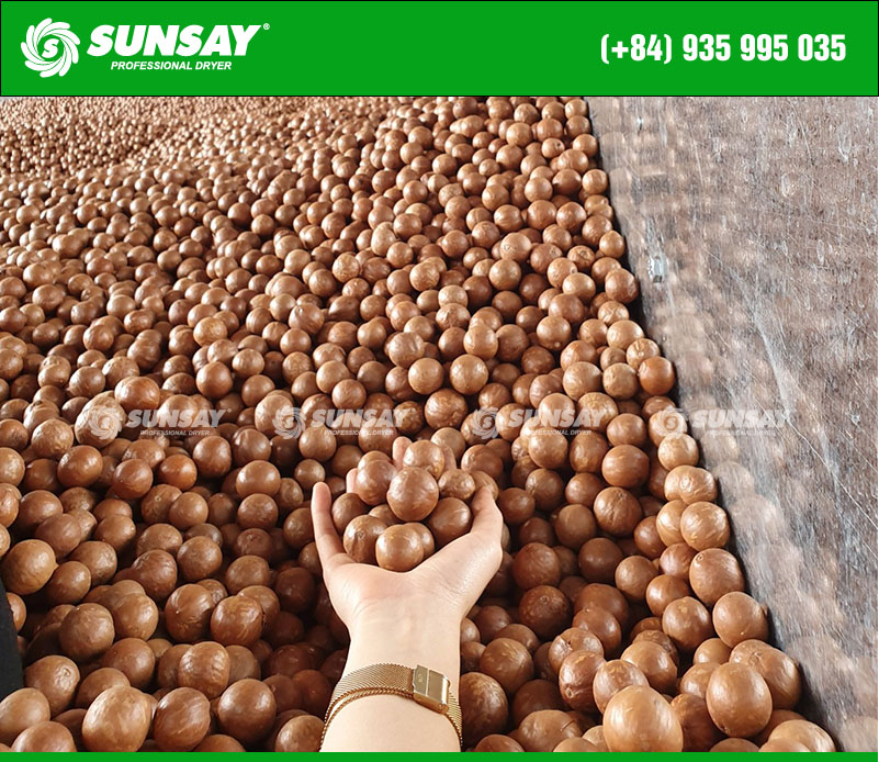 Modern horizontal dryer for drying macadamia nuts brings high efficiency